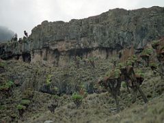 02D Mountain Ridge With Giant Groundsel Plants As The Trail Nears Shipton Camp On The Mount Kenya Trek October 2000
